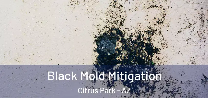  Black Mold Mitigation Citrus Park - AZ