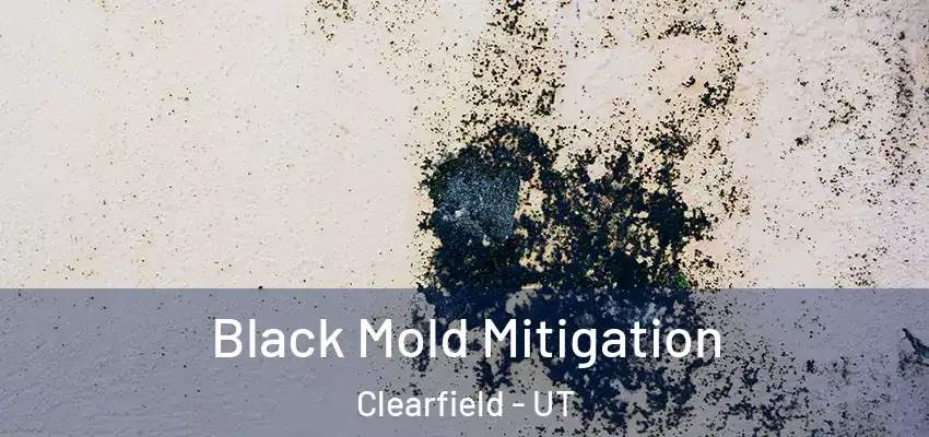  Black Mold Mitigation Clearfield - UT