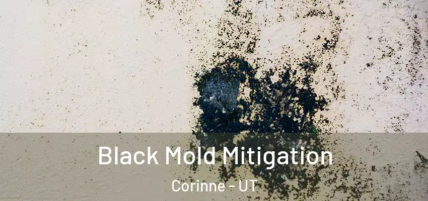  Black Mold Mitigation Corinne - UT