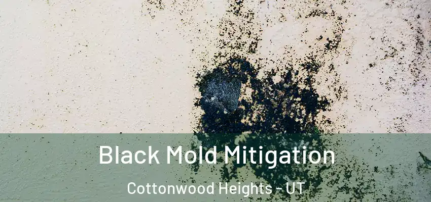  Black Mold Mitigation Cottonwood Heights - UT