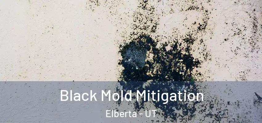 Black Mold Mitigation Elberta - UT