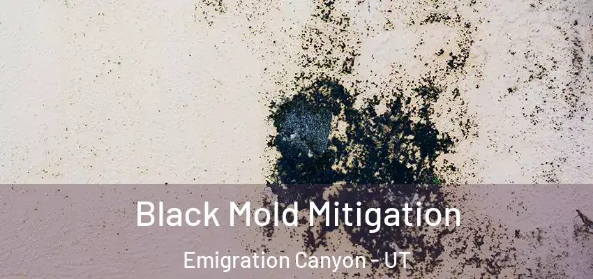  Black Mold Mitigation Emigration Canyon - UT