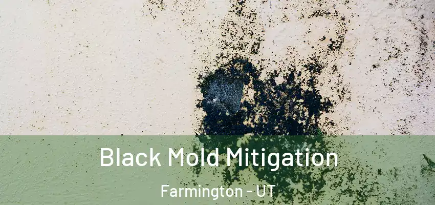Black Mold Mitigation Farmington - UT