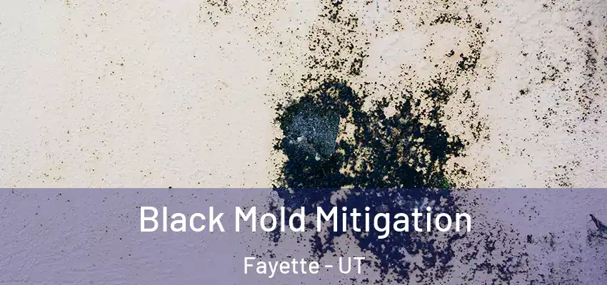  Black Mold Mitigation Fayette - UT