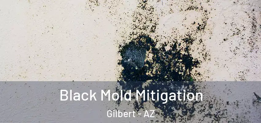 Black Mold Mitigation Gilbert - AZ