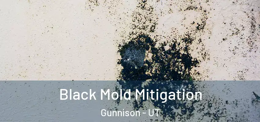 Black Mold Mitigation Gunnison - UT