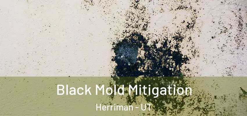 Black Mold Mitigation Herriman - UT