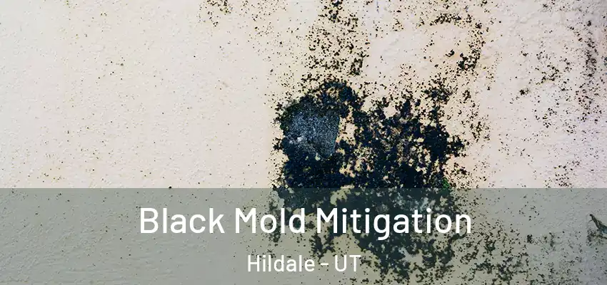 Black Mold Mitigation Hildale - UT