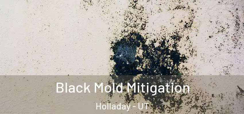 Black Mold Mitigation Holladay - UT
