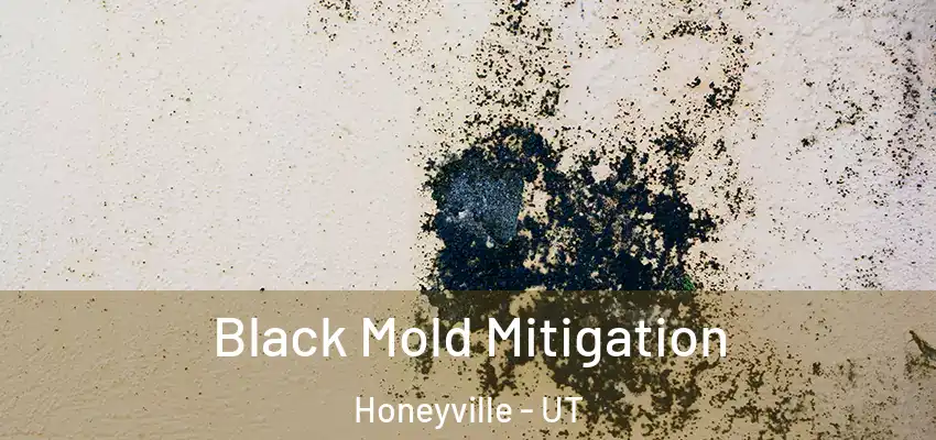  Black Mold Mitigation Honeyville - UT