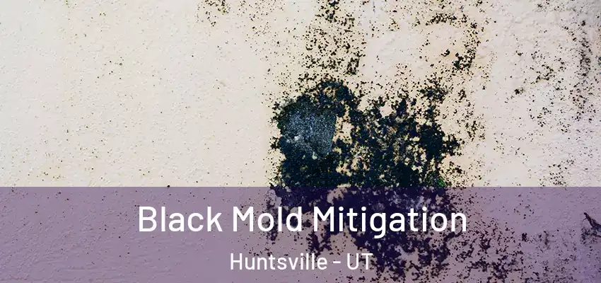  Black Mold Mitigation Huntsville - UT