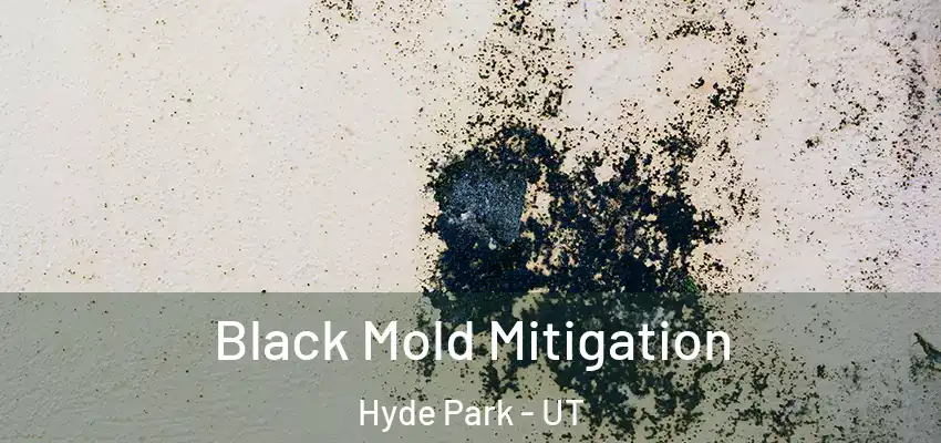  Black Mold Mitigation Hyde Park - UT