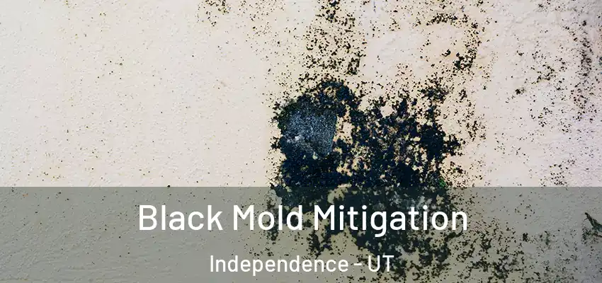  Black Mold Mitigation Independence - UT