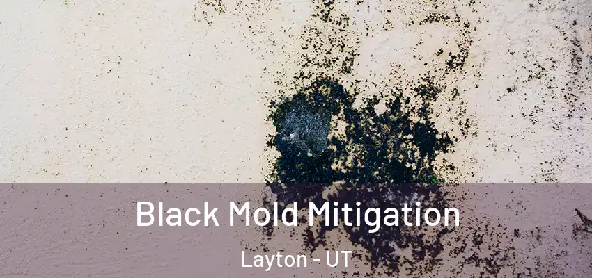  Black Mold Mitigation Layton - UT