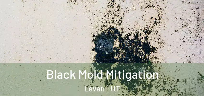 Black Mold Mitigation Levan - UT