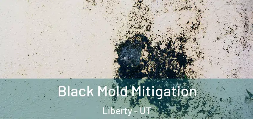  Black Mold Mitigation Liberty - UT