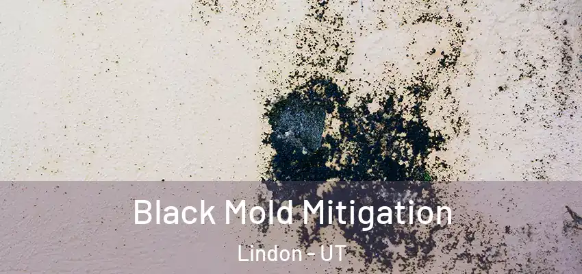 Black Mold Mitigation Lindon - UT