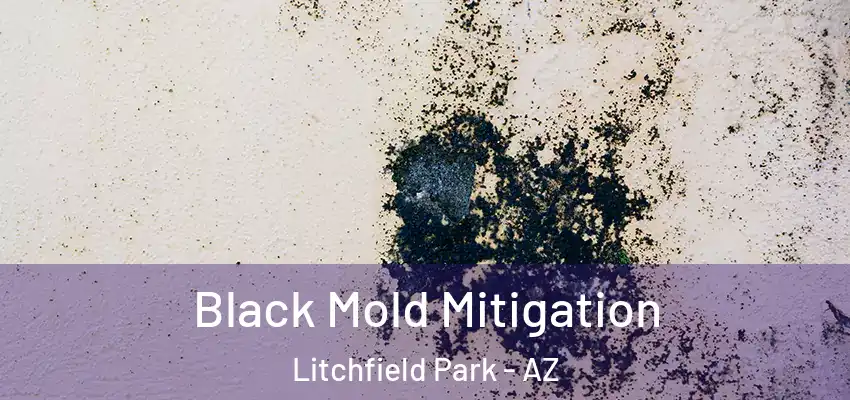  Black Mold Mitigation Litchfield Park - AZ
