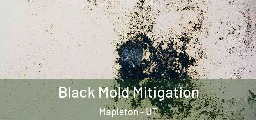 Black Mold Mitigation Mapleton - UT
