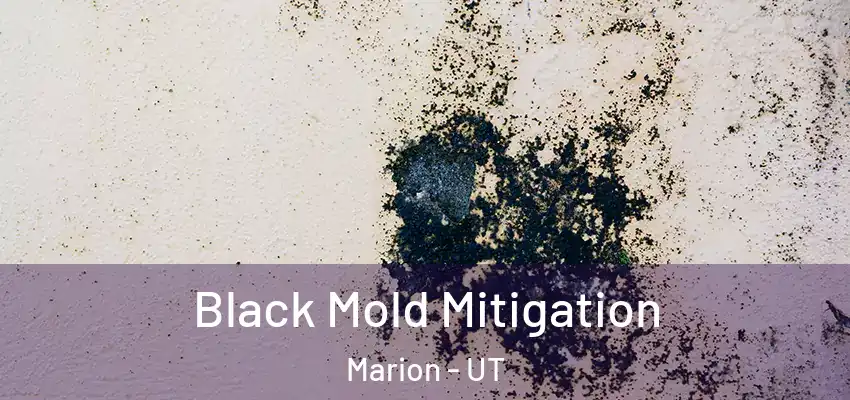 Black Mold Mitigation Marion - UT