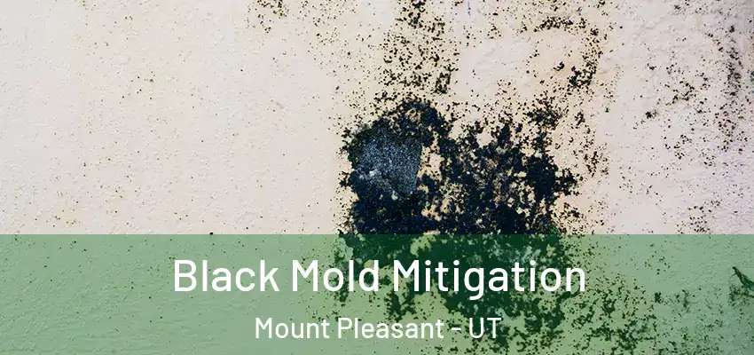 Black Mold Mitigation Mount Pleasant - UT