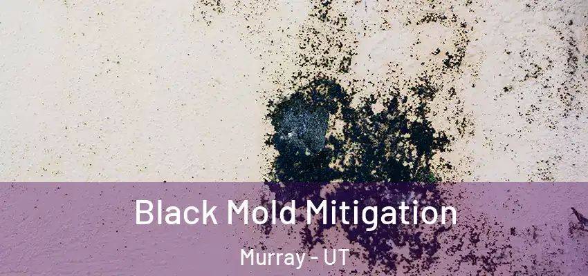 Black Mold Mitigation Murray - UT