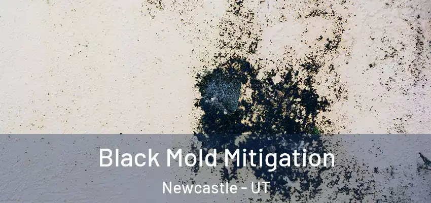 Black Mold Mitigation Newcastle - UT