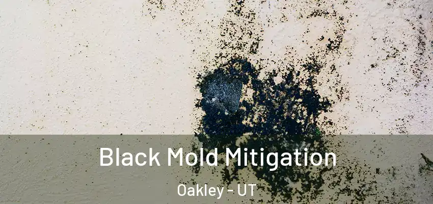 Black Mold Mitigation Oakley - UT