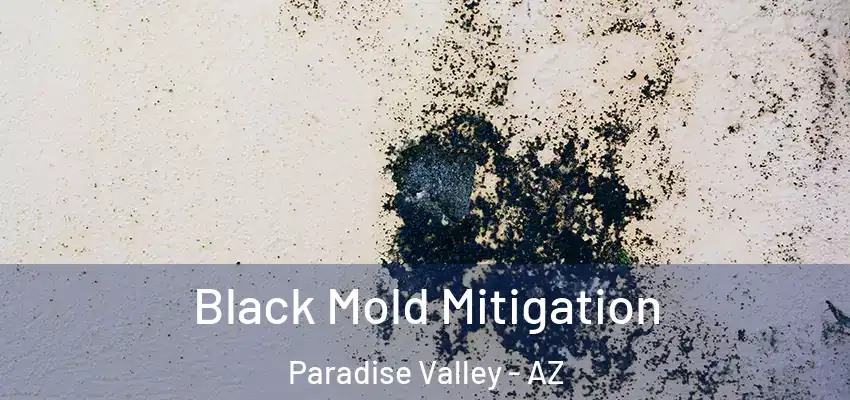 Black Mold Mitigation Paradise Valley - AZ