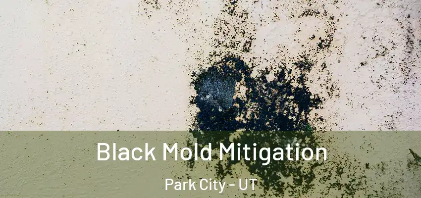  Black Mold Mitigation Park City - UT
