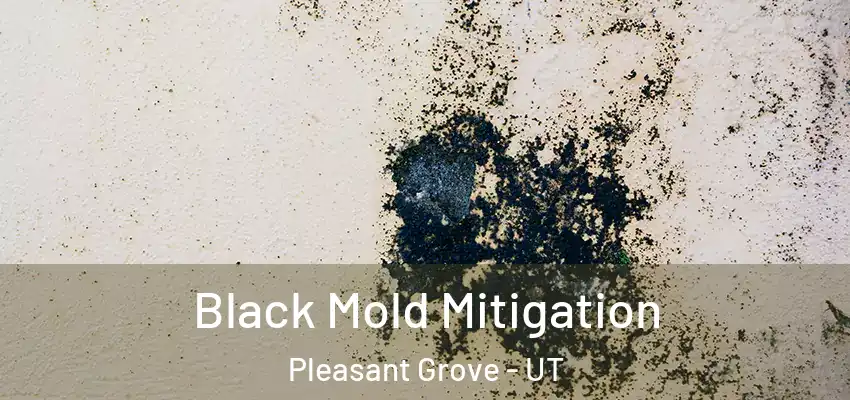  Black Mold Mitigation Pleasant Grove - UT