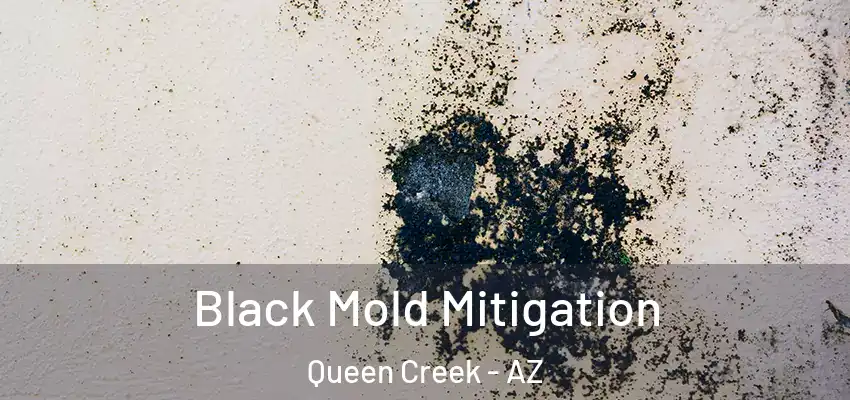  Black Mold Mitigation Queen Creek - AZ