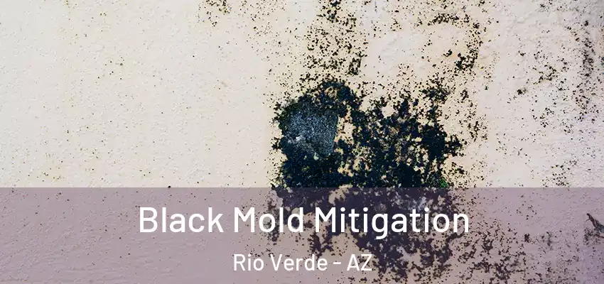  Black Mold Mitigation Rio Verde - AZ