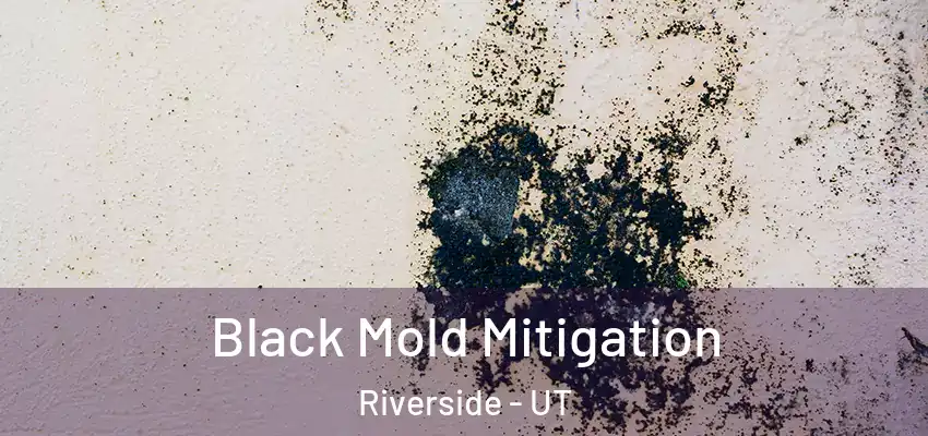  Black Mold Mitigation Riverside - UT