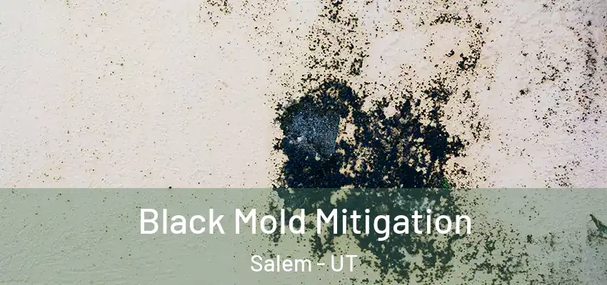 Black Mold Mitigation Salem - UT