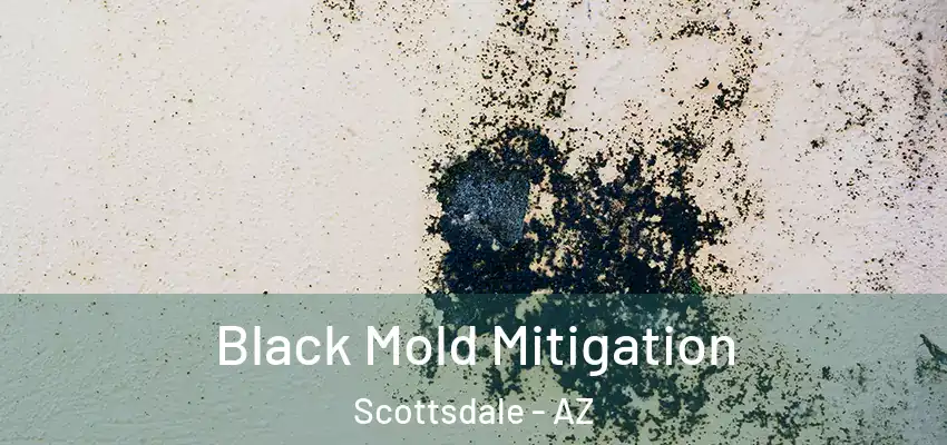  Black Mold Mitigation Scottsdale - AZ