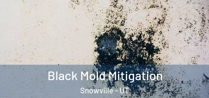  Black Mold Mitigation Snowville - UT