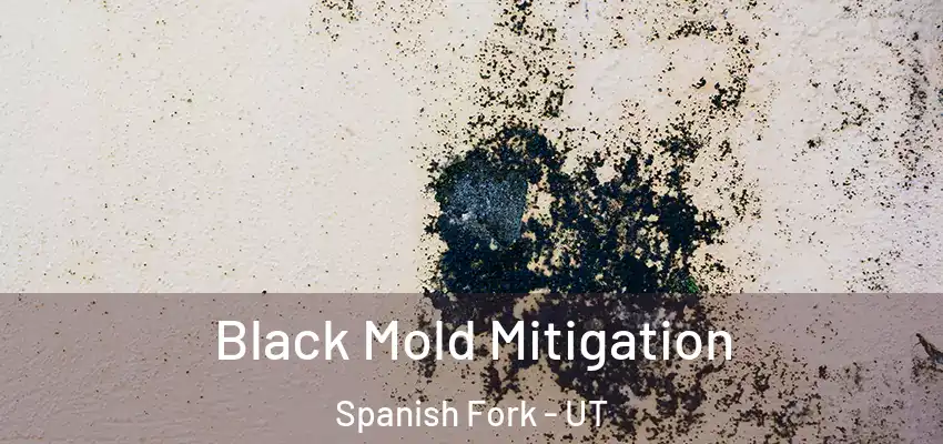 Black Mold Mitigation Spanish Fork - UT
