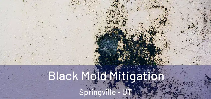 Black Mold Mitigation Springville - UT