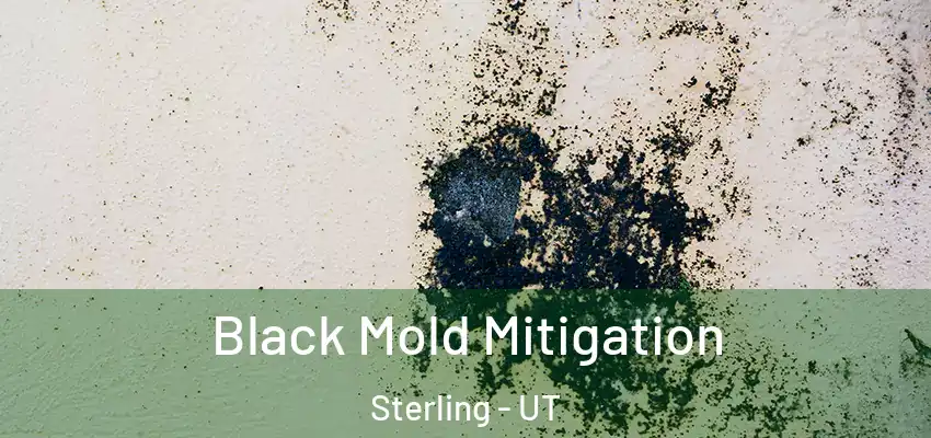 Black Mold Mitigation Sterling - UT
