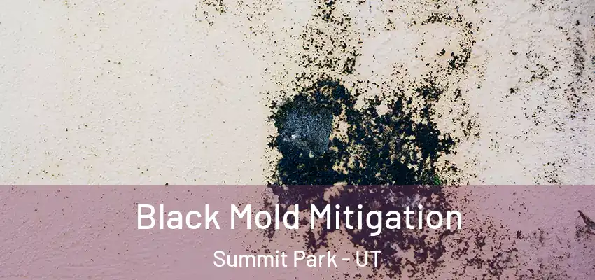 Black Mold Mitigation Summit Park - UT
