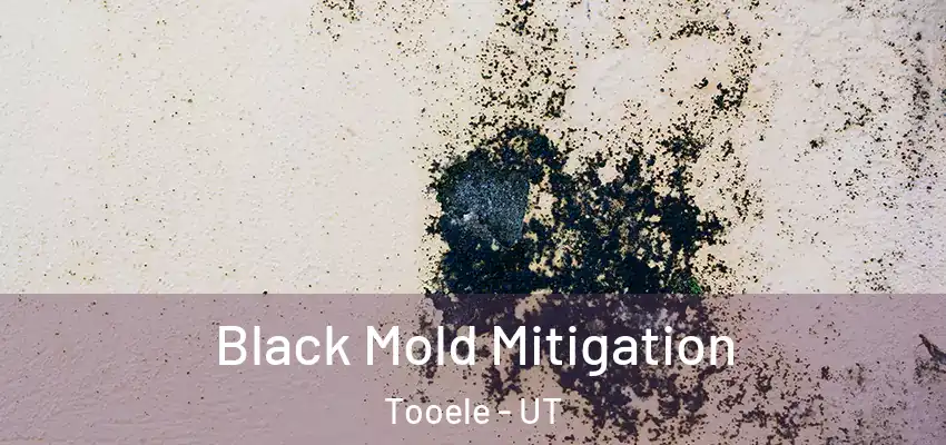Black Mold Mitigation Tooele - UT