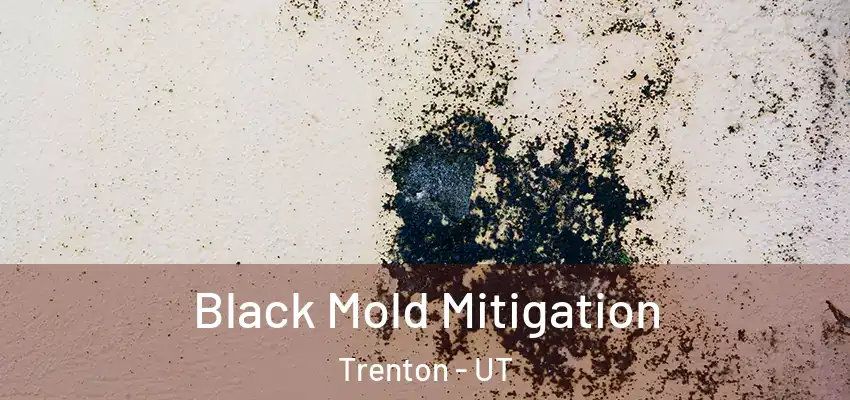  Black Mold Mitigation Trenton - UT