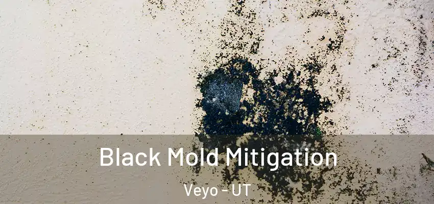 Black Mold Mitigation Veyo - UT