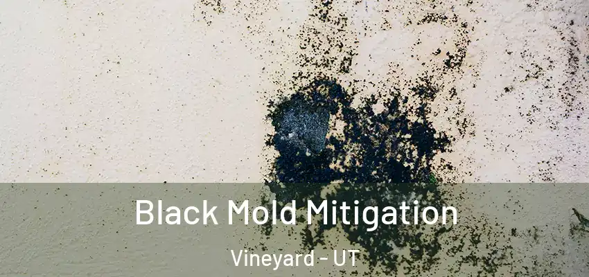  Black Mold Mitigation Vineyard - UT