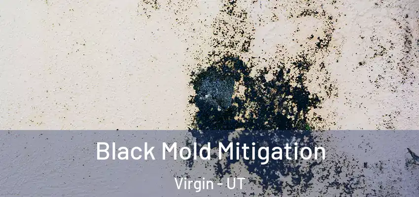  Black Mold Mitigation Virgin - UT