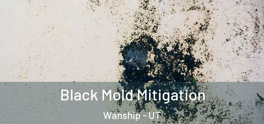 Black Mold Mitigation Wanship - UT