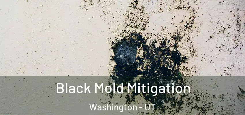  Black Mold Mitigation Washington - UT
