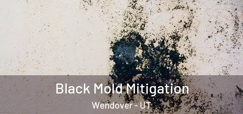 Black Mold Mitigation Wendover - UT