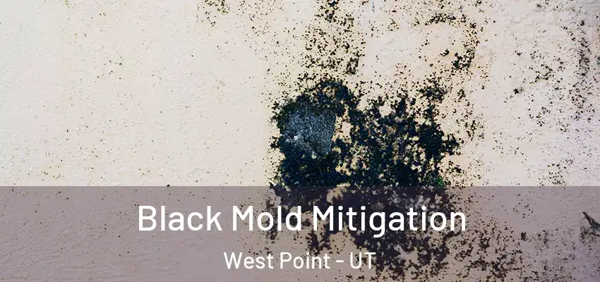  Black Mold Mitigation West Point - UT